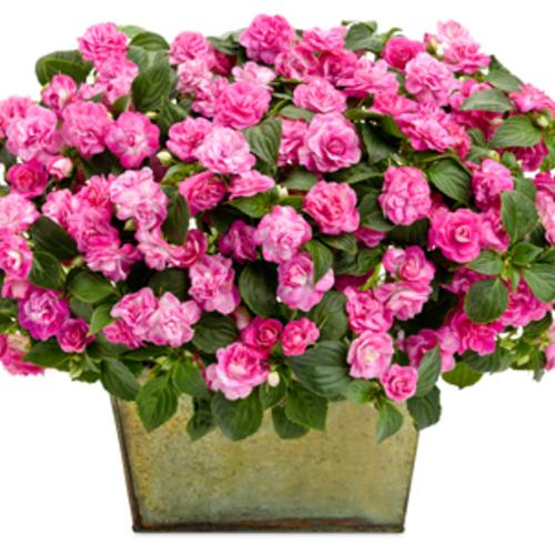 Beauty Shot: Dropped - Rockapulco® Rose