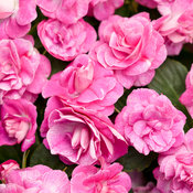 Thumbnail of Rockapulco® Rose - Double Impatiens - Impatiens walleriana