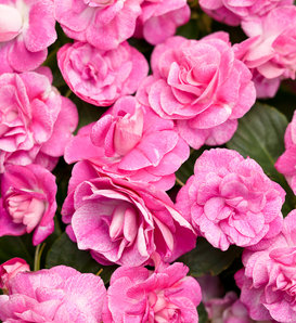 Rockapulco® Rose - Double Impatiens - Impatiens walleriana