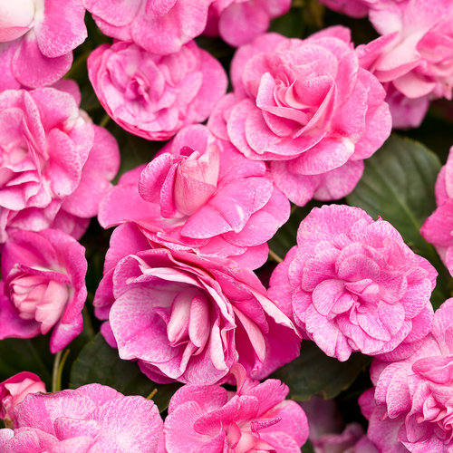 Rockapulco® Rose - Double Impatiens - Impatiens walleriana