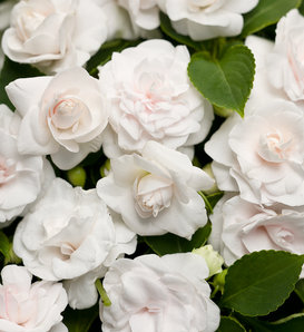 Rockapulco® White II - Double Impatiens - Impatiens walleriana