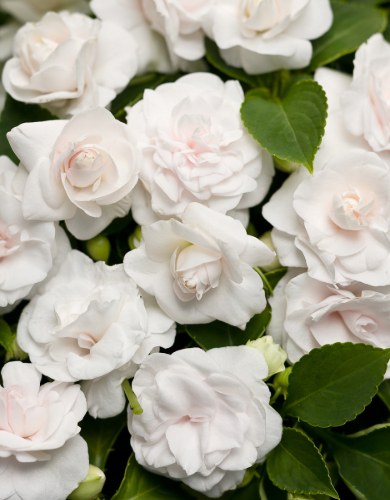 Impatiens Annual