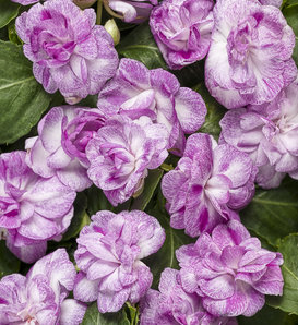 Rockapulco® Wisteria - Double Impatiens - Impatiens walleriana