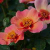Ringo All-Star™ - Rose - Rosa x