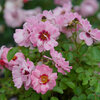 Ringo® Double Pink - Rose - Rosa x