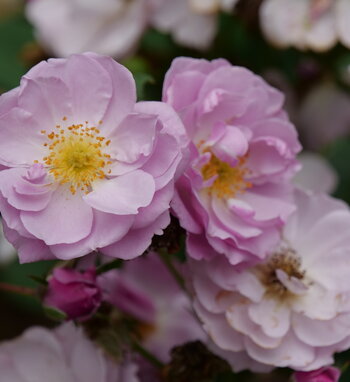 Rise Up Lilac Days<sup>®</sup> Rosa