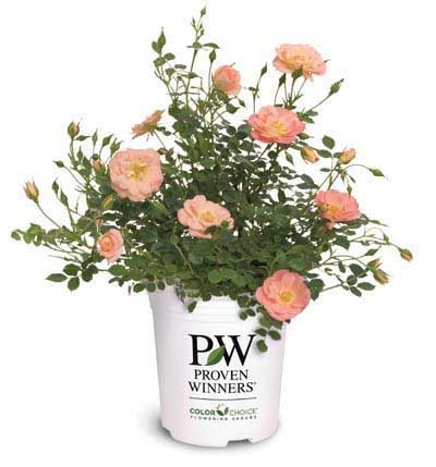 1-Gallon Shrub