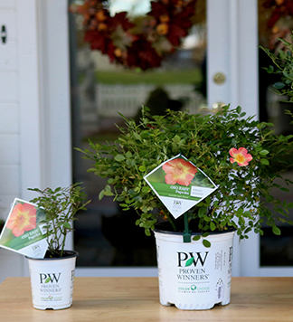 Shrubs - 1 Quart and 1 Gallon