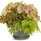 Thumbnail of Patio Container: rosy_glow_recipe.jpg