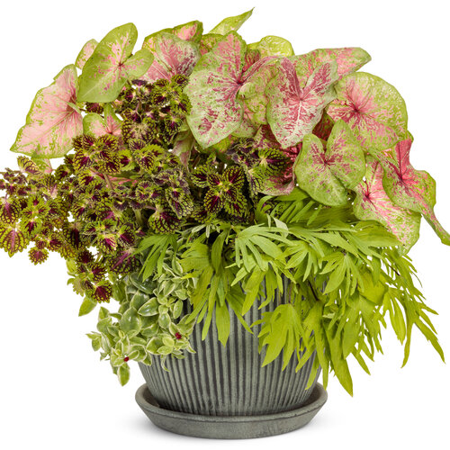 Patio Container: rosy_glow_recipe.jpg