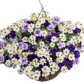 Thumbnail of Hanging Basket: Royal Spark