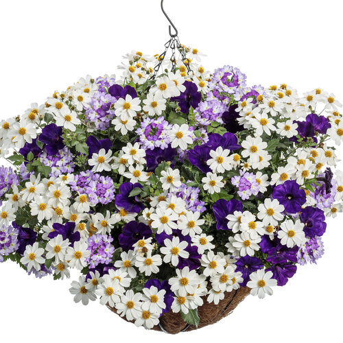 Hanging Basket: Royal Spark