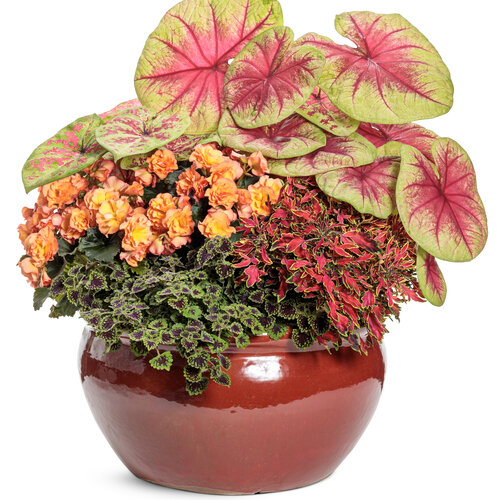 Patio Container: runaway_heart.jpg