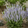 Color Spires® 'Crystal Blue' - Perennial Salvia - Salvia nemorosa