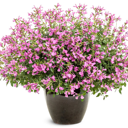 Beauty Shot: OutShine™ Orchid - sage - Salvia 