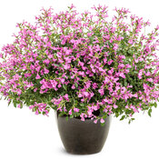 Thumbnail of Beauty Shot: OutShine™ Orchid - sage - Salvia 
