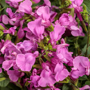Thumbnail of OutShine™ Orchid - sage - Salvia  