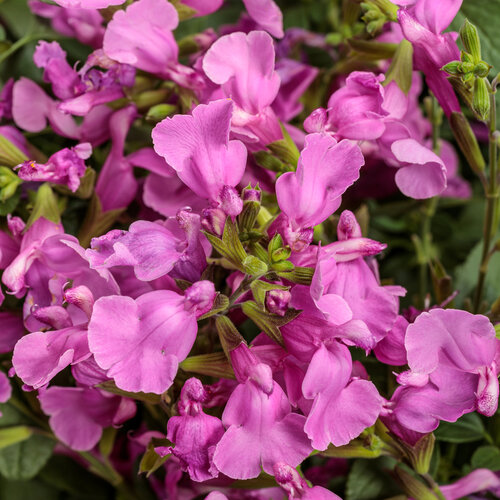 OutShine™ Orchid - sage - Salvia  