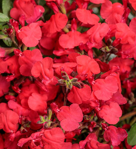 OutShine™ Red - sage - Salvia  