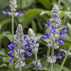 Rockin'® Playin' The Blues® II - Salvia longispicata x farinacea