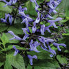 Rockin'® Blue Suede Shoes™ - Salvia
