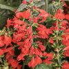 Unplugged® Red - scarlet sage - Salvia coccinea