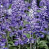 Unplugged® So Blue™ - Mealycup Sage - Salvia farinacea