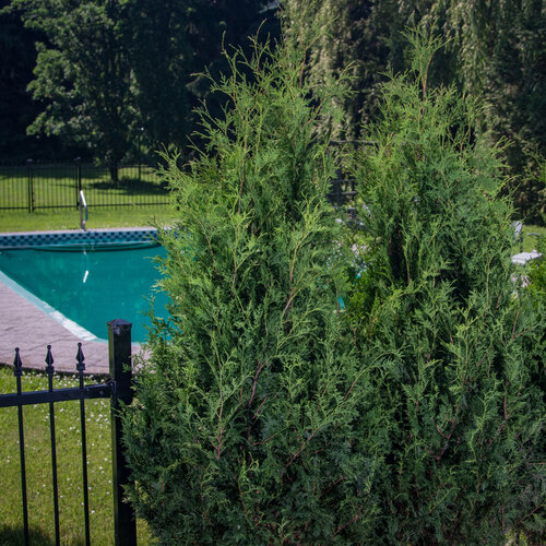 Sasquatch<sup>™</sup> Dark Green Arborvitae