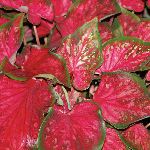 Scarlet Flame caladium