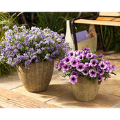 Thumbnail of Beauty Shot: scenea02.jpg