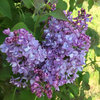 Scentara® Double Blue - Lilac - Syringa x hyacinthiflora