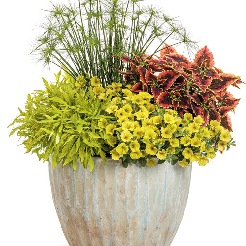 Patio Container: secret_cove.jpg
