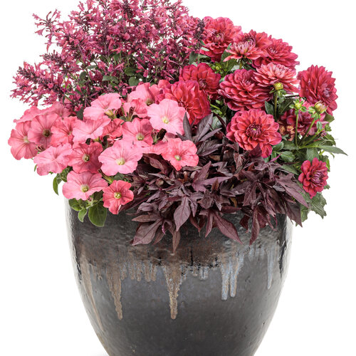 Patio Container: Maestro Coral Agastache - intro moved to 2026