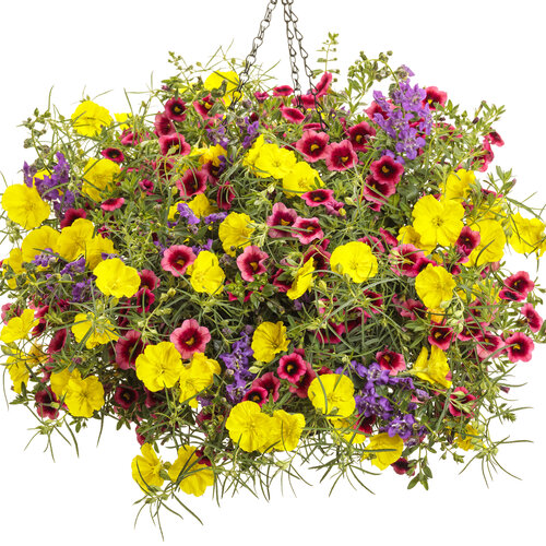 Hanging Basket: sedona_day.jpg