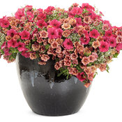 Thumbnail of Patio Container: sequoia.jpg