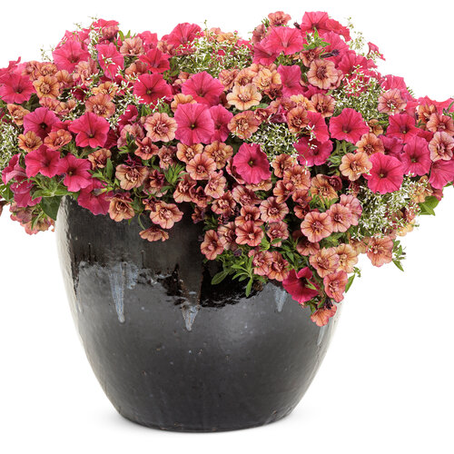Patio Container: sequoia.jpg