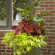 Thumbnail of Patio Container: shade_combos_094.jpg