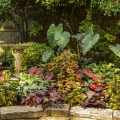 Thumbnail of Landscape Installation: shady_patio_garden_113.jpg