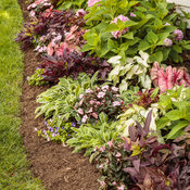 Thumbnail of Landscape: she_shed_garden_37.jpg