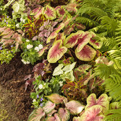 Thumbnail of Landscape: she_shed_garden_75.jpg