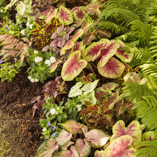 Landscape: she_shed_garden_75.jpg