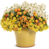 Thumbnail of Patio Container: shenandoah.jpg
