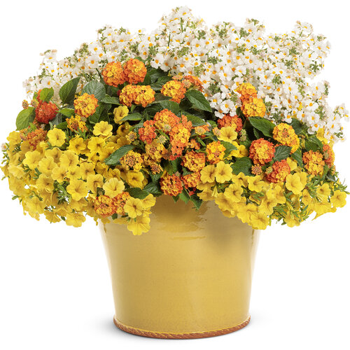 Patio Container: shenandoah.jpg