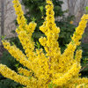 Show Off® - Forsythia x intermedia