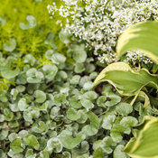 Thumbnail of Close-up: silver_falls_01.jpg