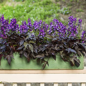 Thumbnail of Patio Container: small_deck-25.jpg