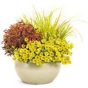 Thumbnail of Patio Container: smiley_face.jpg