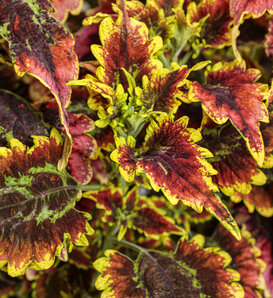 ColorBlaze® El Brighto - Coleus scutellarioides