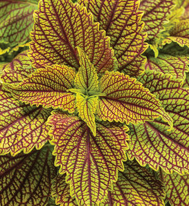 ColorBlaze® Golden Dreams™ - Coleus scutellarioides