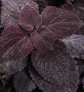 ColorBlaze® Newly Noir™ - Coleus scutellarioides